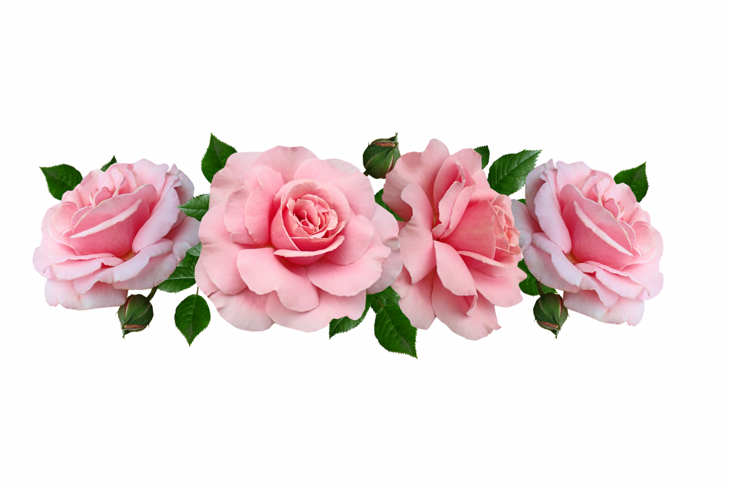 Coconut Rose Water All natural Feminine Wash (pH balanced) | Extra strength all day Freshness